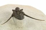 Long-Spined Cyphaspis Trilobite - Foum Zguid, Morocco #311665-5